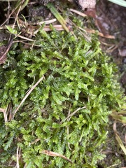 Brachytheciaceae