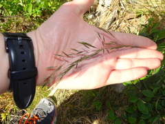 Festuca rubra