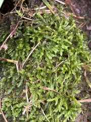 Brachytheciaceae