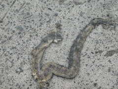 Homalopsis buccata