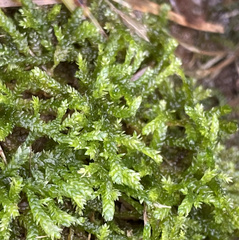 Brachytheciaceae