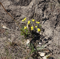 Odontarrhena obovata