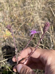 Liatrinae