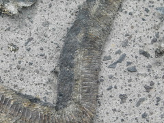 Homalopsis buccata
