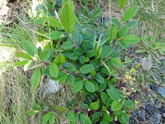 Cotoneaster coriaceus