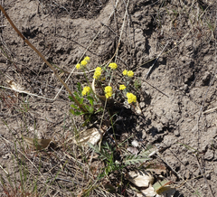 Odontarrhena obovata