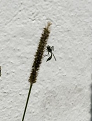 Dioprosopa clavata