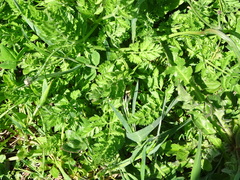 Anthriscus cerefolium