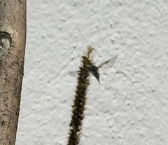Dioprosopa clavata