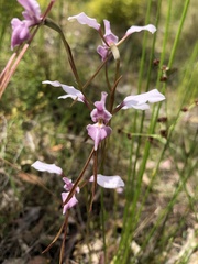 Diuris punctata