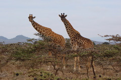 Giraffa camelopardalis tippelskirchi