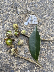 Castanopsis carlesii