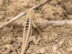 Microlophus occipitalis