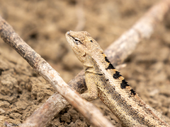 Microlophus occipitalis