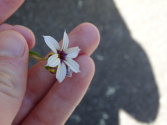 Sisyrinchium micranthum