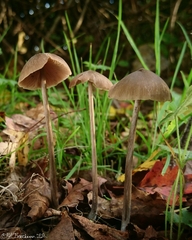 Entoloma hebes