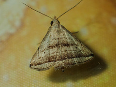 Lysimelia neleusalis