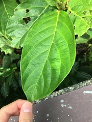 Ficus benguetensis