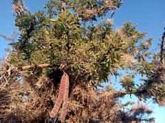 Vachellia schaffneri
