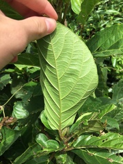Ficus benguetensis