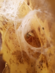 Araneus thaddeus