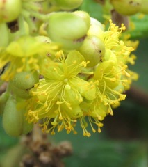 Davilla kunthii