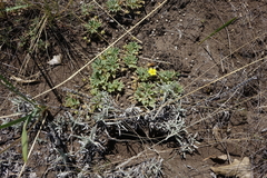 Potentilla acaulis