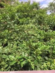 Ficus benguetensis