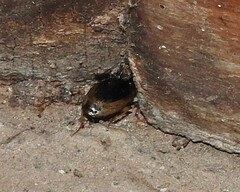 Tanystoma maculicolle