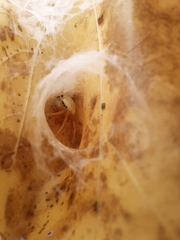 Araneus thaddeus
