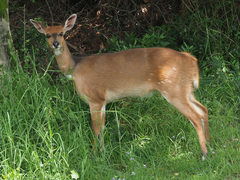 Tragelaphus sylvaticus sylvaticus