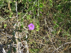 Ipomoea ternifolia leptotoma