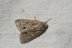 Acronicta radcliffei