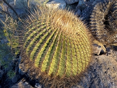 Echinocactus platyacanthus