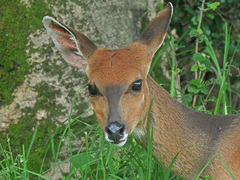 Tragelaphus sylvaticus sylvaticus