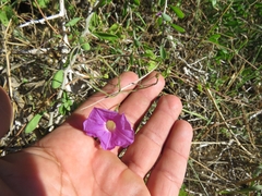 Ipomoea ternifolia leptotoma