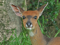 Tragelaphus sylvaticus sylvaticus