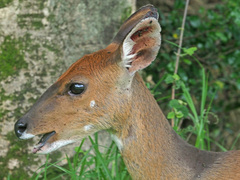 Tragelaphus sylvaticus sylvaticus