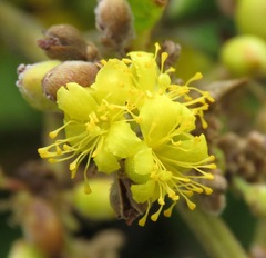 Davilla kunthii