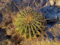 Ferocactus histrix