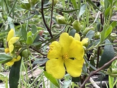 Hibbertia sericea