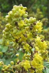 Davilla kunthii