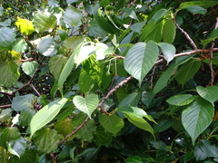 Cerasus