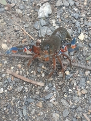 Euastacus woiwuru