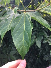 Ficus irisana