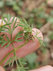 Puccinia tumida