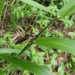 Dolopus simulans