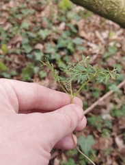 Puccinia tumida