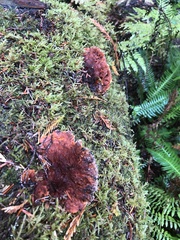 Pycnoporellus fulgens