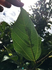 Ficus irisana